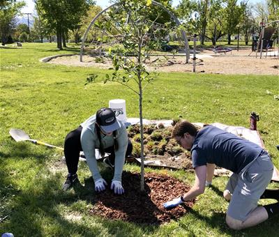 Image for Planting with TreeUtah